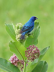 Indigo Bunting